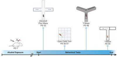 Effects of genetics and sex on adolescent behaviors following neonatal ethanol exposure in BXD recombinant inbred strains